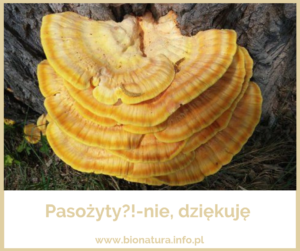 Read more about the article Pasożyty?!- nie, dziękuję :)